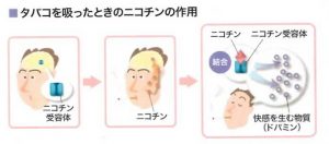 画像(ニコチンの作用)