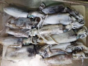 アオリイカたくさん